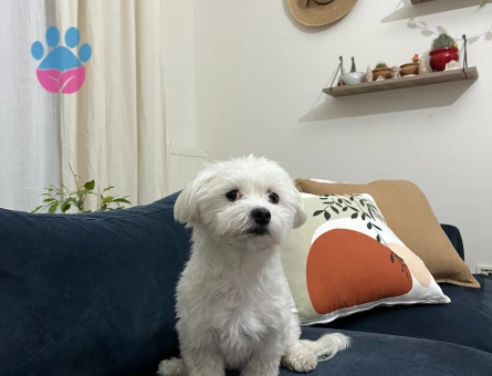Maltese Terrier 1 Yaşında Eş Arıyor