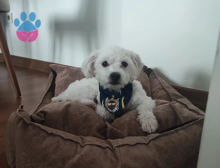 Maltese Terrier 1 Yaşında Eş Arıyor