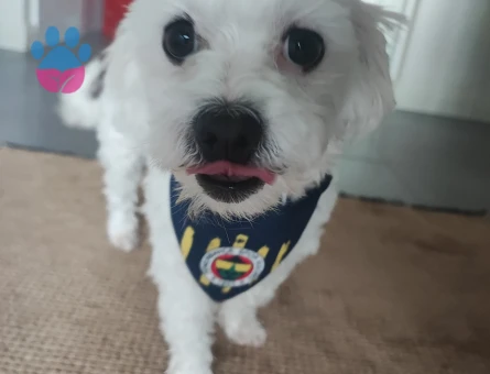 Maltese Terrier 1 Yaşında Eş Arıyor
