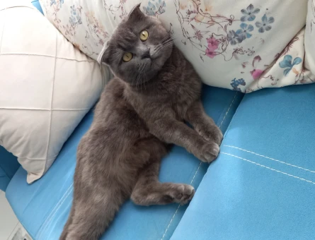 Scottish Fold 1 Yaşında Kedim Eş Arıyor - 118964367