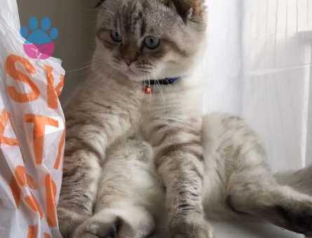 Scottish Fold 1 Yaşında Kedime Eş Arıyorum