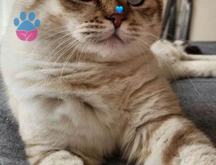 Scottish Fold 1 Yaşında Kedime Eş Arıyorum