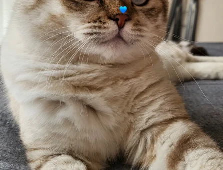 Scottish Fold 1 Yaşında Kedime Eş Arıyorum - 118964371