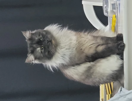 Chinchilla 1 Yaşında Kedime Eş Arıyorum - 118964372