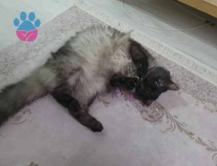 Chinchilla 1 Yaşında Kedime Eş Arıyorum