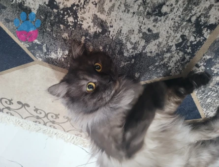 Chinchilla 1 Yaşında Kedime Eş Arıyorum