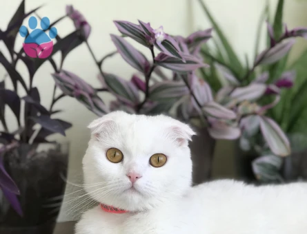 Scottish Fold Kızım Eş Arıyor