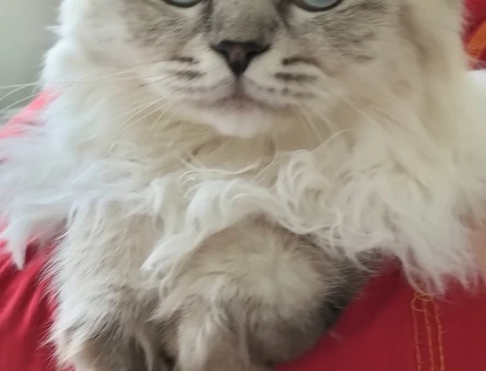 British Longhair Mavi Gözlü Yakışıklı Oğlum Eş Arıyor - 118964382