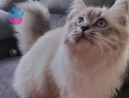 British Longhair Mavi Gözlü Yakışıklı Oğlum Eş Arıyor