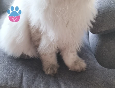 British Longhair Mavi Gözlü Yakışıklı Oğlum Eş Arıyor