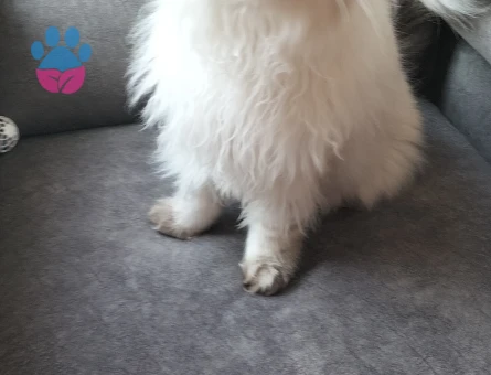 British Longhair Mavi Gözlü Yakışıklı Oğlum Eş Arıyor