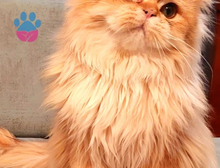 British Shorthair 1 Yaşında Carlos Eş Arıyor