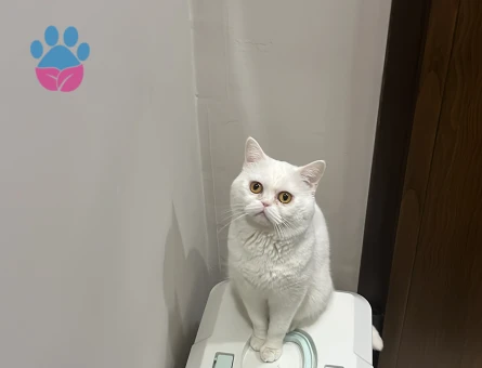 Kedime eş arıyorum