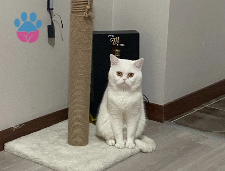 Kedime eş arıyorum