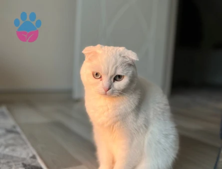 Erkek Scottish eş aranıyor