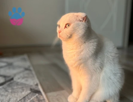 Erkek Scottish eş aranıyor