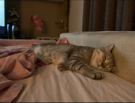 british shorthair dik kulak ogluma es ariyorum - 118975856