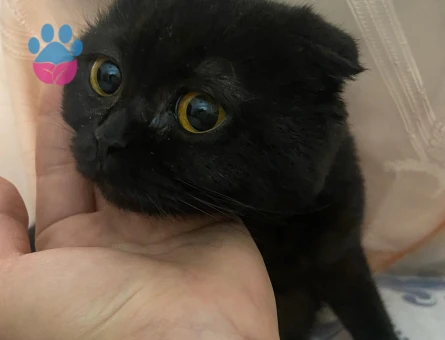 Dişi kesimizi Çiftleştirmek için erkek kedi arıyoruz