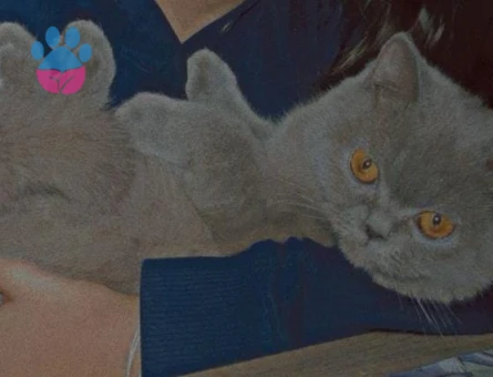British shorthair