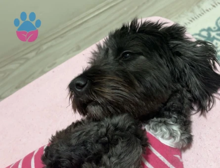 dişi maltese terrier köpeğim için erkek eş arıyorum