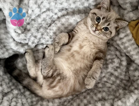 Scottish Straight Bluepoint Eş Arıyor