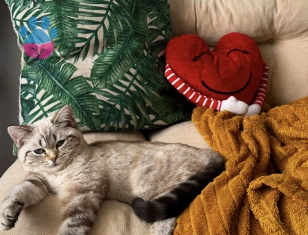 Scottish Straight Bluepoint Eş Arıyor