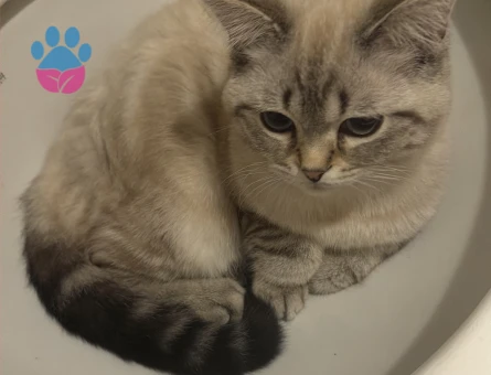 Scottish Straight Bluepoint Eş Arıyor