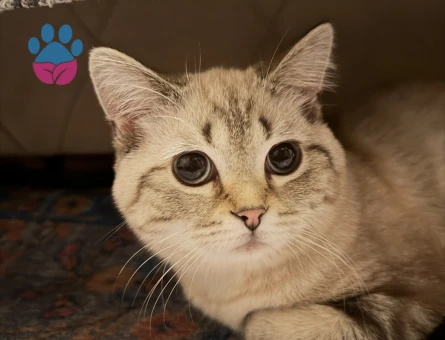 Scottish Straight Bluepoint Eş Arıyor