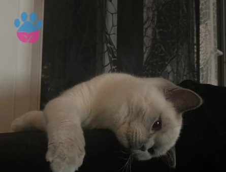 Kızım pandoraya eş arıyorum