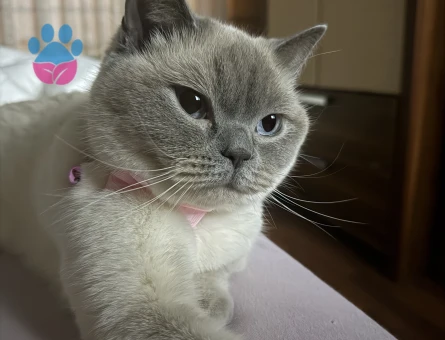 Kızım pandoraya eş arıyorum