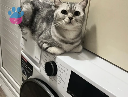 British kedim içim eş arıyoruz