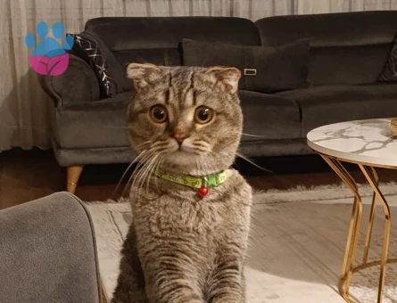 Sağlıklı Scottish Fold Erkek Kedime eş arıyorum ❗️