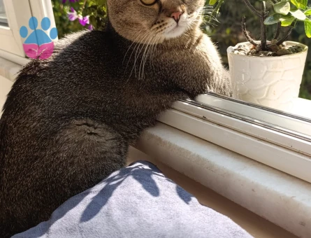 Sağlıklı Scottish Fold Erkek Kedime eş arıyorum ❗️