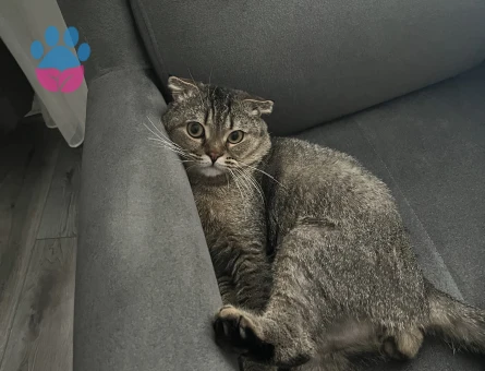 Sağlıklı Scottish Fold Erkek Kedime eş arıyorum ❗️