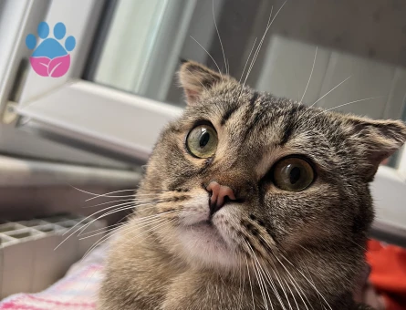 Sağlıklı Scottish Fold Erkek Kedime eş arıyorum ❗️