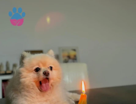 Safkan Erkek POMERIAN İçin Dişi Aranıyor