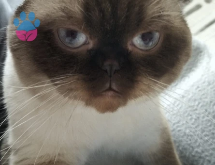 2 Yaşında Scotish Erkek Kedime Eş Arıyorum