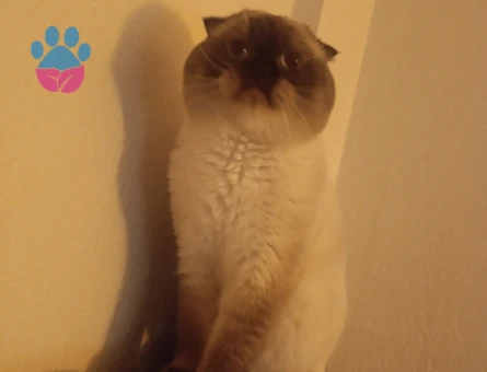 2 Yaşında Scotish Erkek Kedime Eş Arıyorum