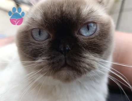 2 Yaşında Scotish Erkek Kedime Eş Arıyorum