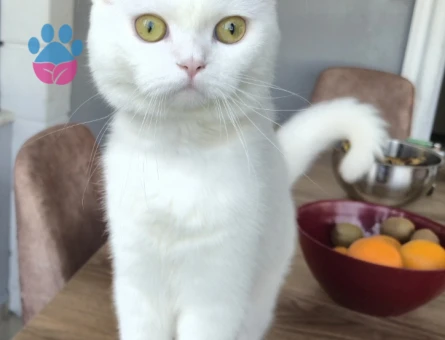 Scottish fold 10 Aylık Kedime Eş Arıyorum