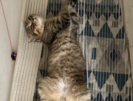 Scottish Fold 1 Yaşında Eş Arıyor - 118983139