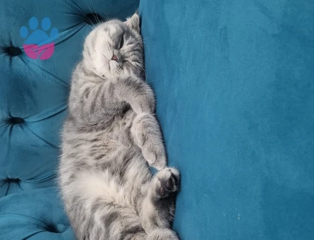 British Shorthair 1 Yaşında
