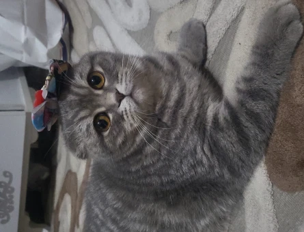 British Shorthair 1 Yaşında - 118967173