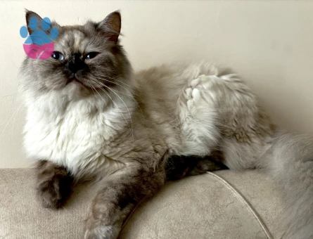Ragdoll Kızımıza Uygun Eş Arıyoruz