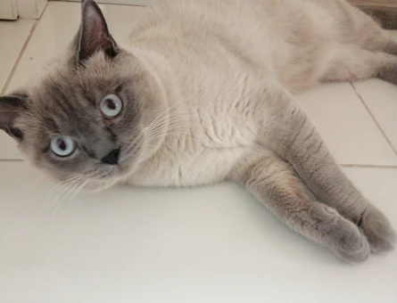 British Shorthair Kedime Eş Arıyorum - 118967191