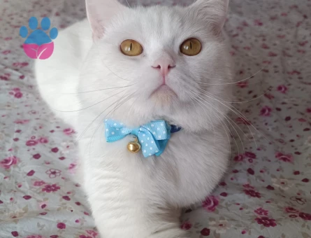 British Shorthair Ricardo Eş Arıyor2 Yaşında