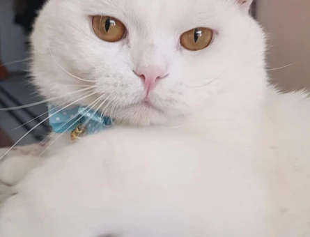 British Shorthair Ricardo Eş Arıyor2 Yaşında - 118967192