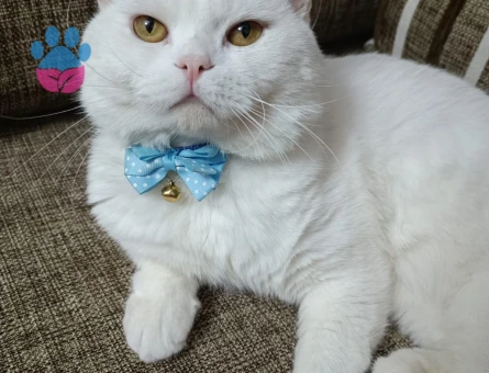 British Shorthair Ricardo Eş Arıyor2 Yaşında