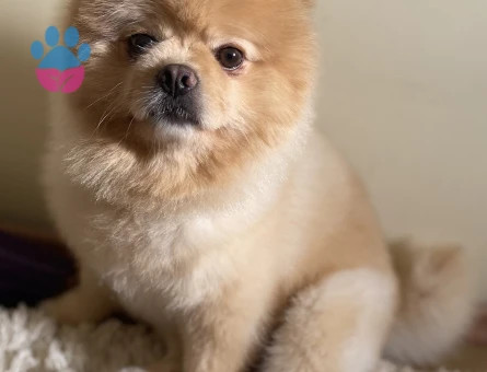 Pomeranian Boo Oğluma Eş Arıyorum