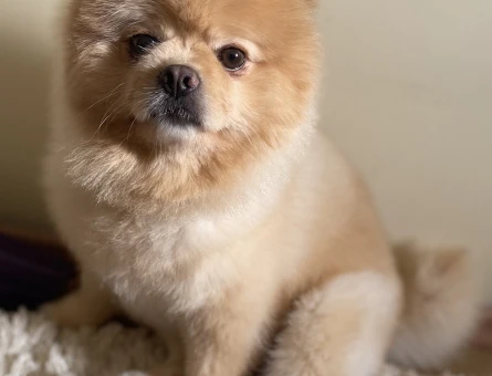 Pomeranian Boo Oğluma Eş Arıyorum - 118967194